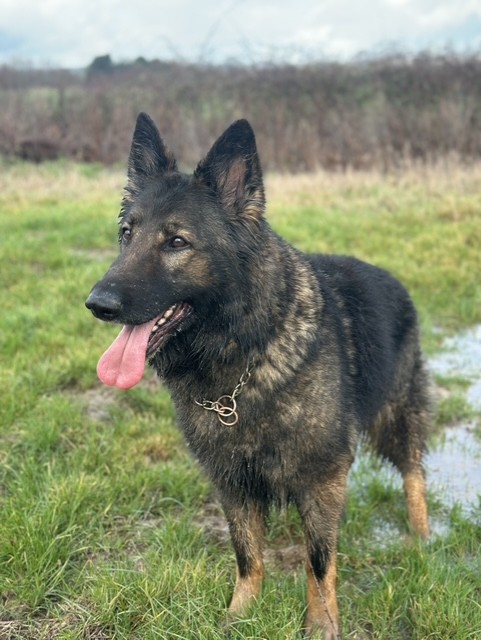 German Shepherd Dog standing in a field