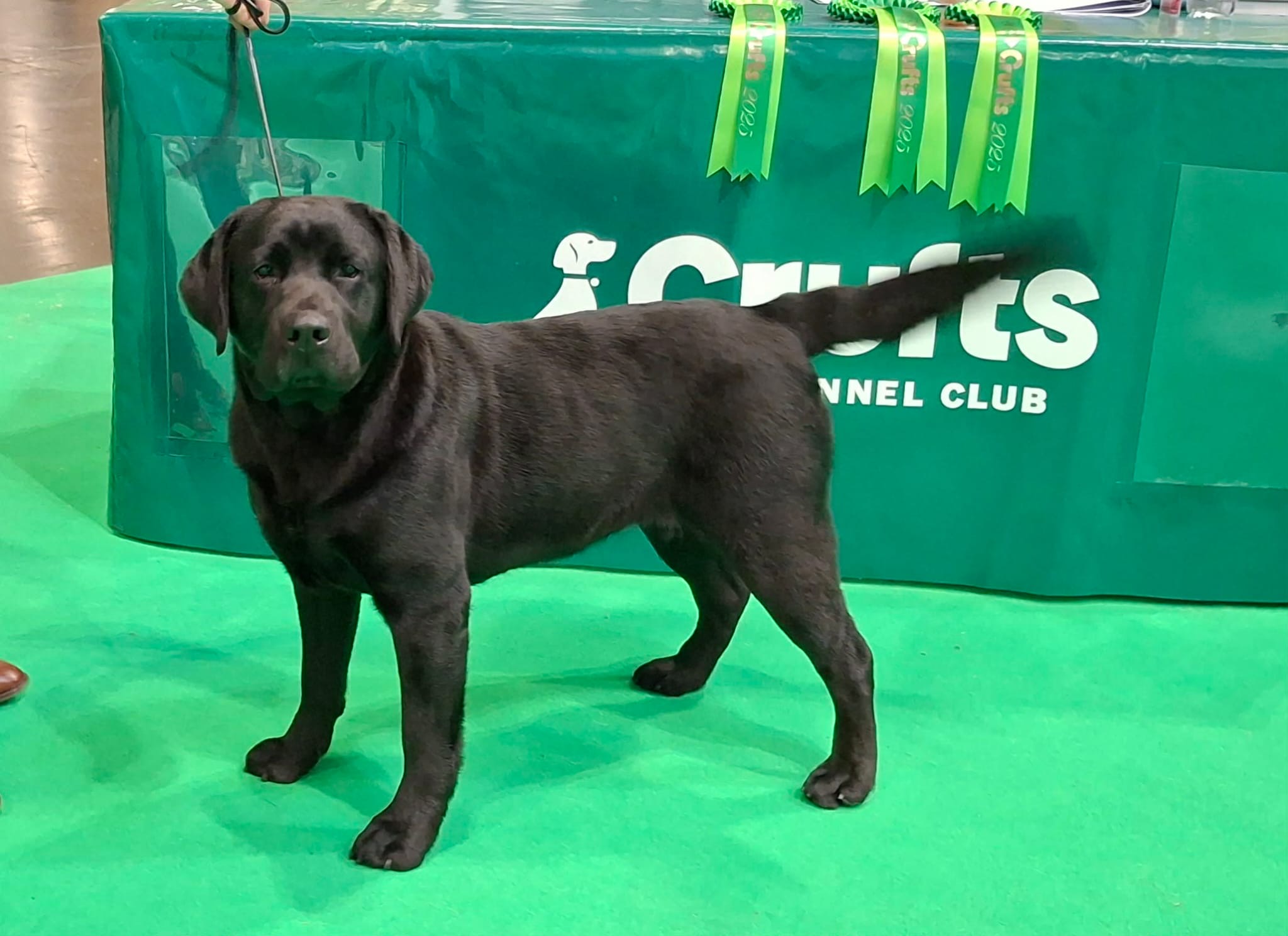 Chocolate Labrador Retriever at Crufts