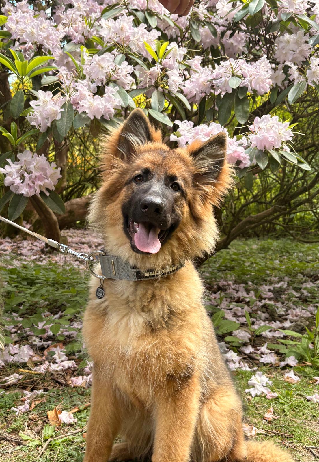 German Shepherd Dog among blossoms