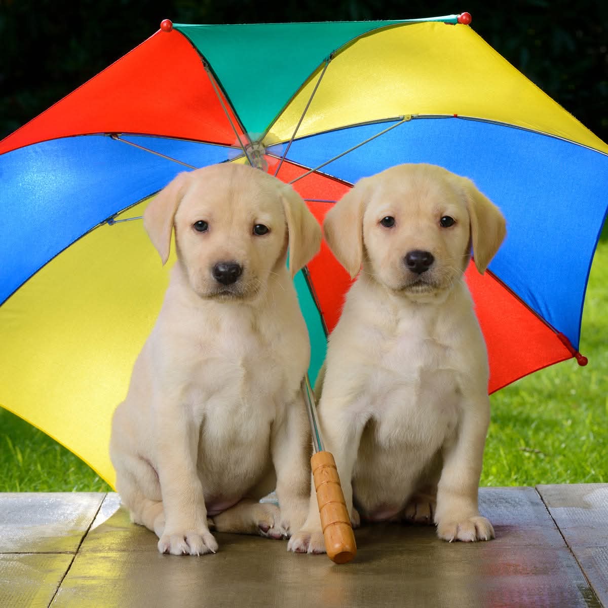 Two Labrador Retriever puppies under an umbrella