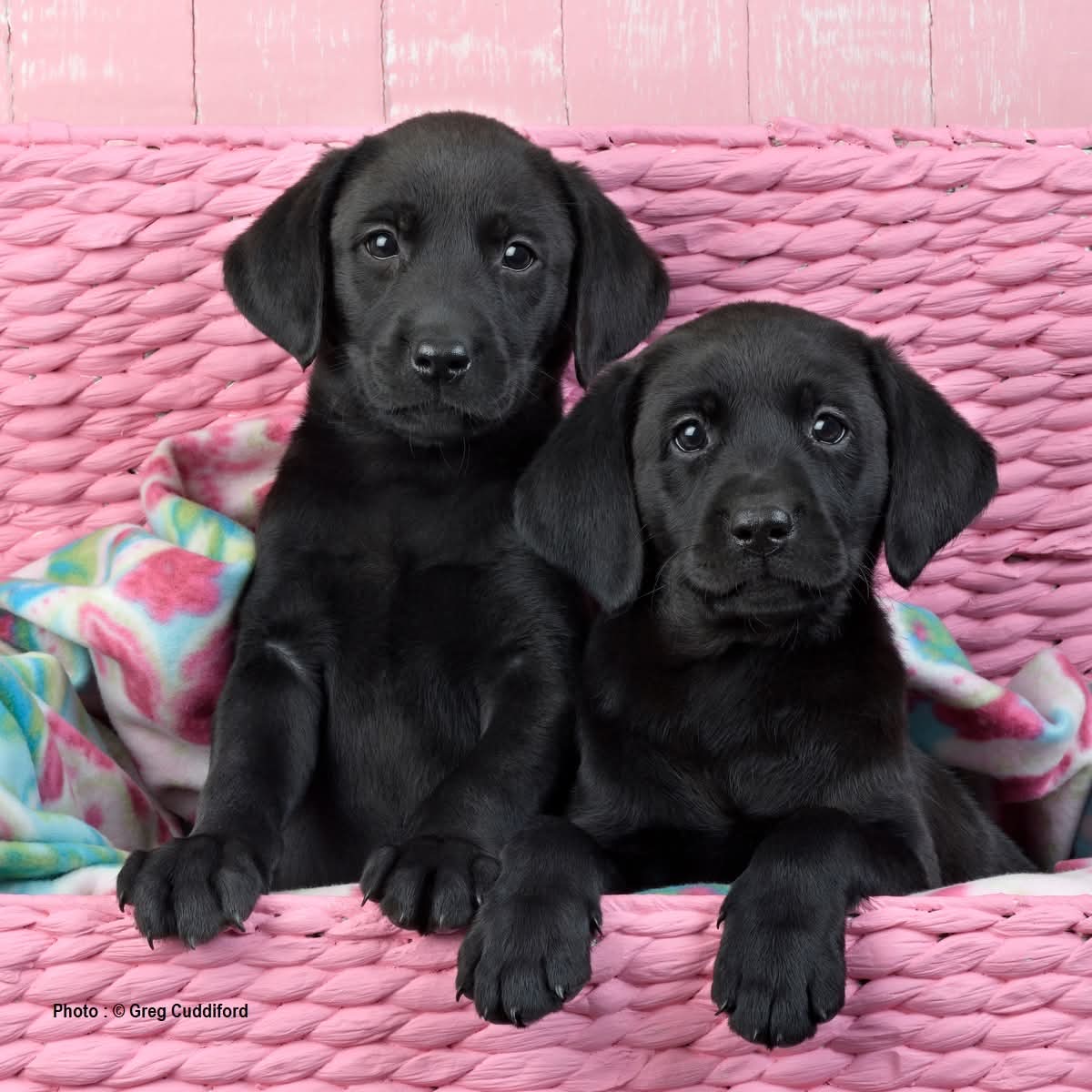 Two black Labrador Retriever puppies