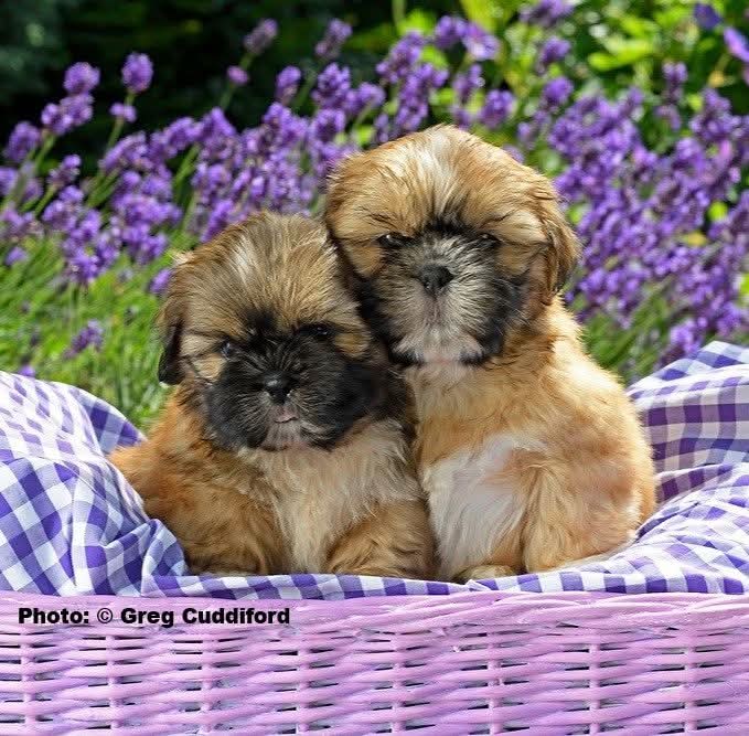 Two Shih Tzu puppies in a basket among lavender