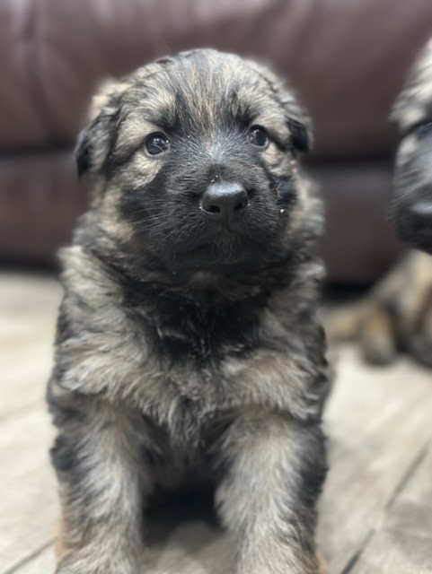 Konatian puppy