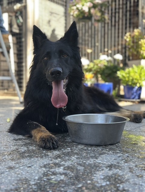 German Shepherd Dog at home