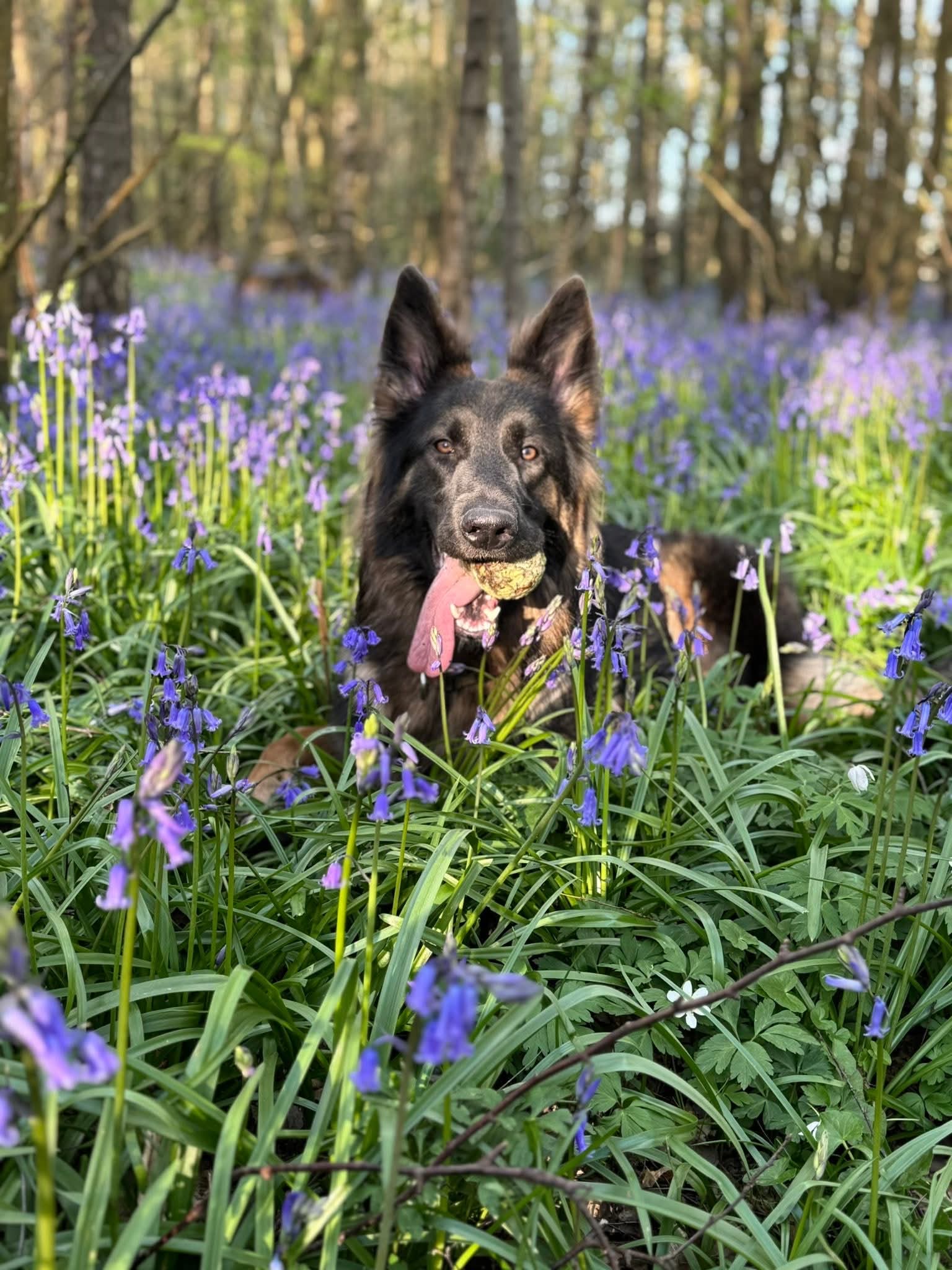 German Shepherd Dog lying among bluebells