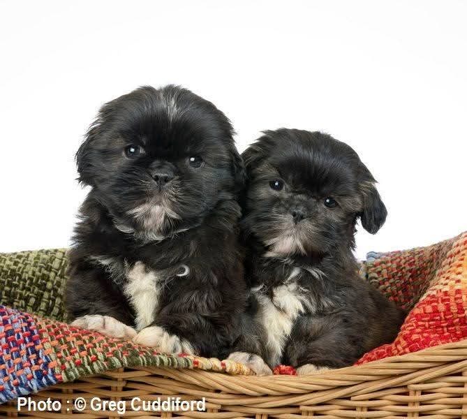 Two Shih Tzu puppies in a basket