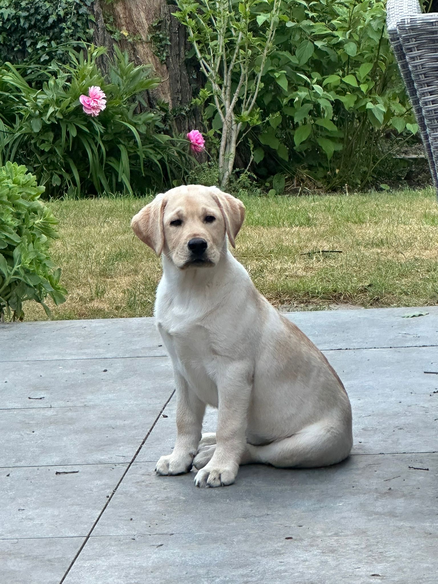Labrador Retriever puppy in the garden
