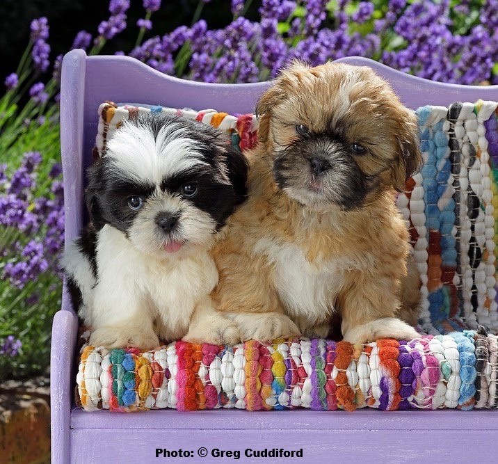 Two Shih Tzu puppies on a bench