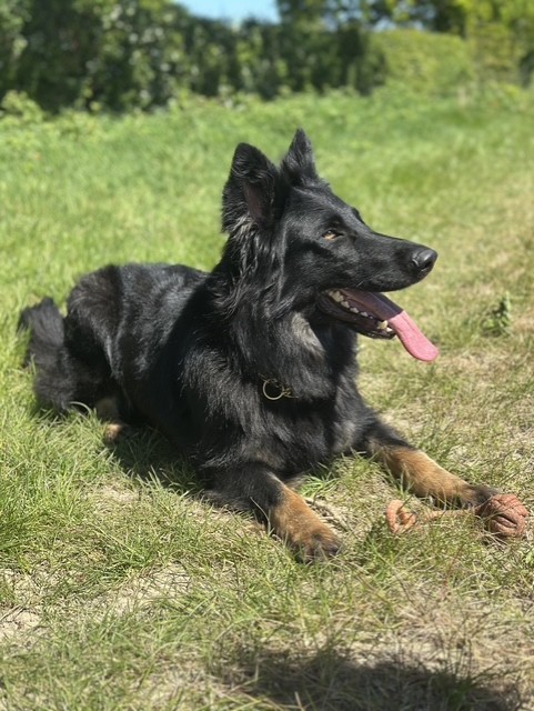 Konatian Canines German Shepherd Dog